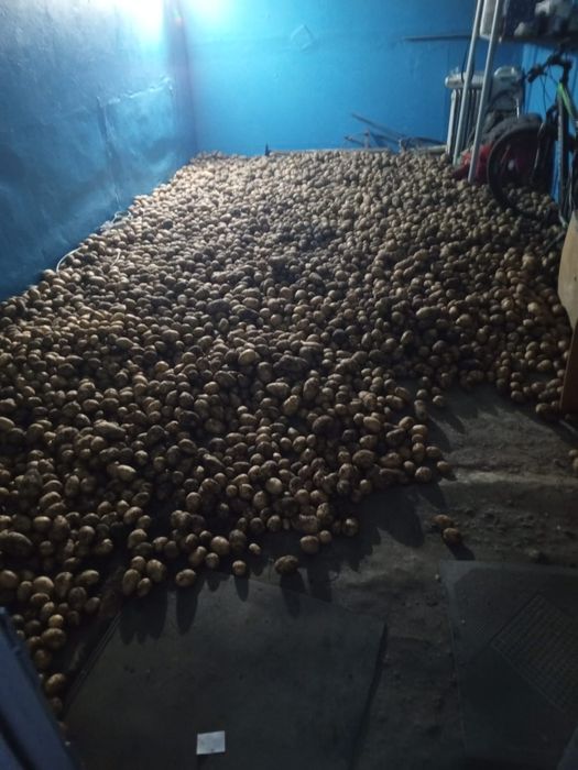 Картофель домашний