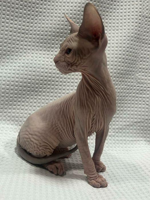 Шикарная девочка донского сфинкса