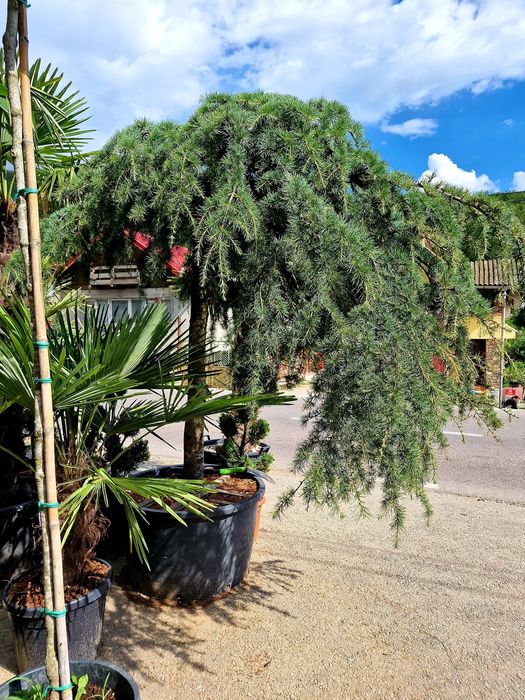 Cedru, bambus, leandru, maslin, palmieri,copaci, plante ornamentale