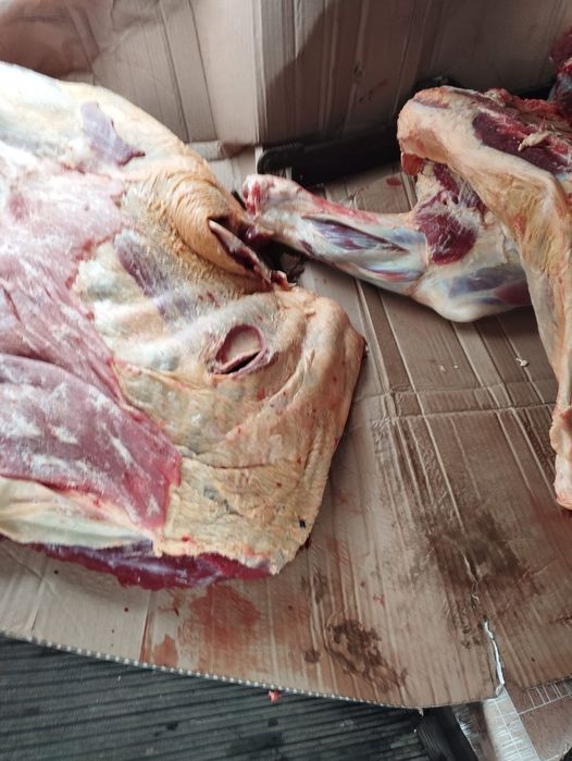 Жылқы  жылқы жылқы