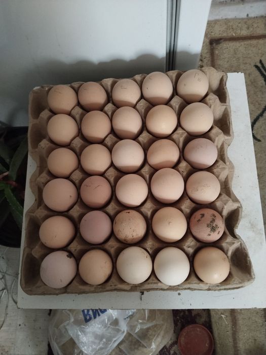 Джерси гигант жұмыртқасы сатылады, крупные