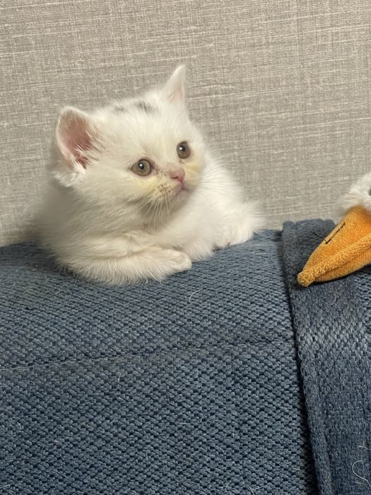 Котята скоттиш фолд