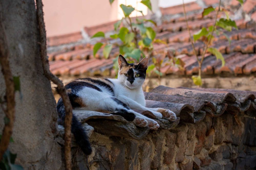 Професионален фотограф за събития и персонални снимки