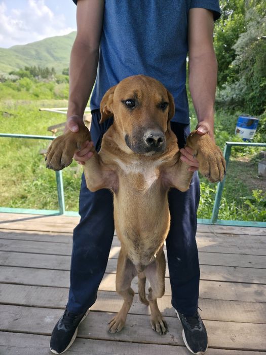 Щенок питбуля и тазы