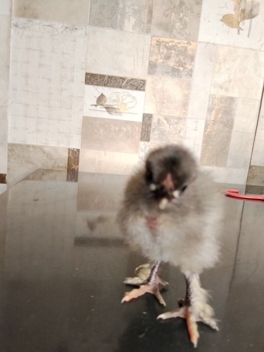 Продам цыплят из под квочки