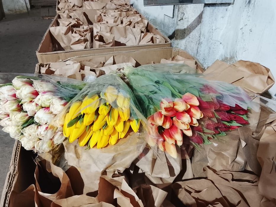 Тюльпаны Петропавловск