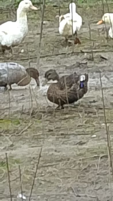 Rate pekin și gâște