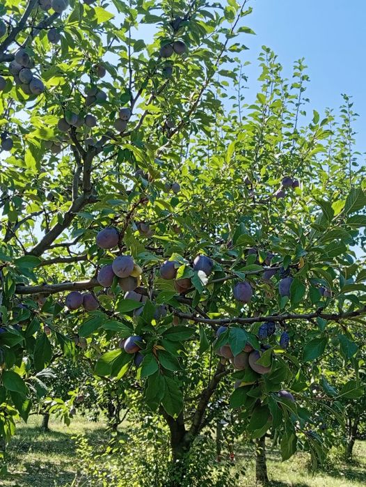 Vindem prune mari și dulci.