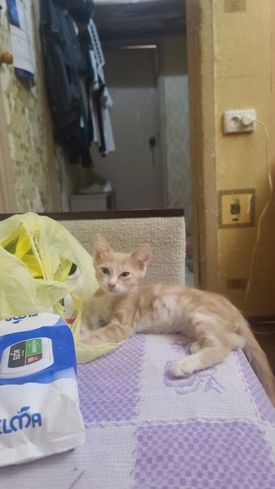 Продам котёнка рыженький