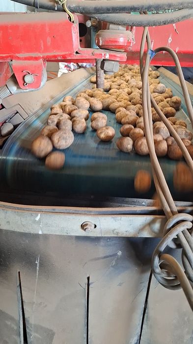 Картошка сатылады