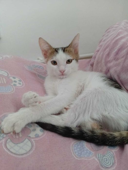 Кошка в хорошие руки