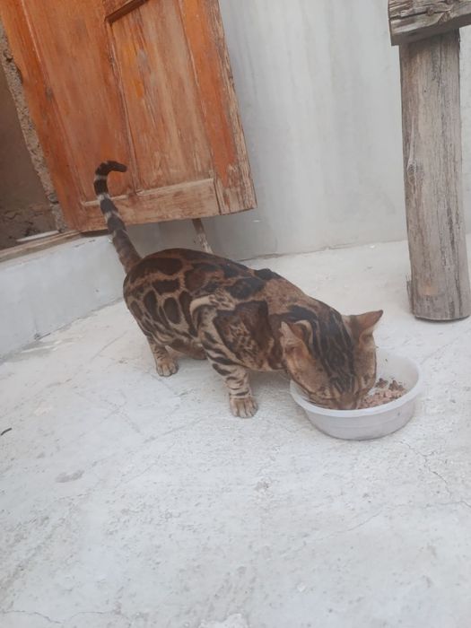 Erkak mushuk zotor begalski qoplonga o'xshidi