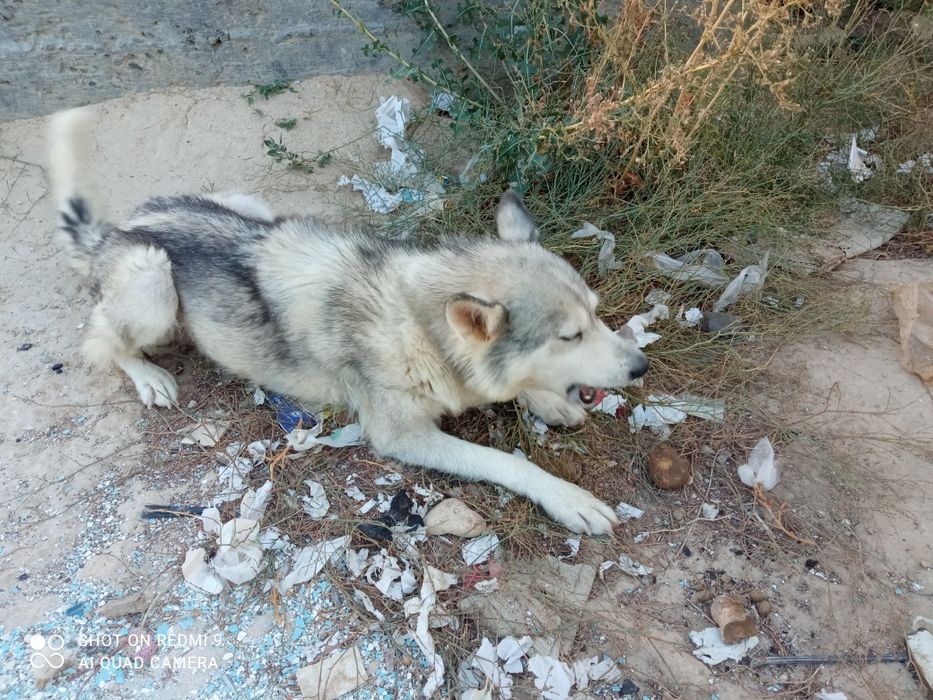 Хаски собака (бесплатно)