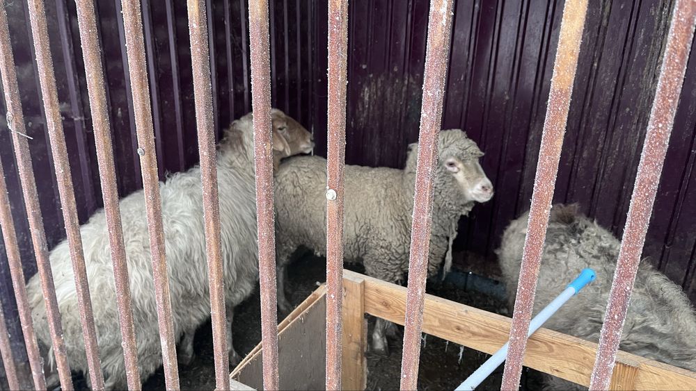 Семиз бордакы кой сатылады