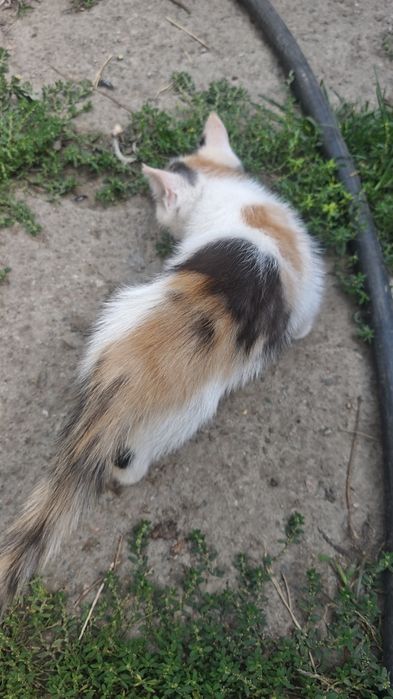 Котенок трехцветный девочка