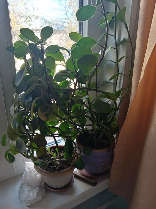 Комнатные растения продажа или обмен.
