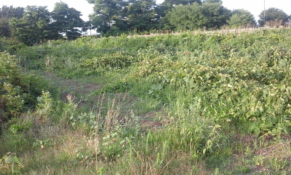 Продава се Парцел в с. Пролез, Област Добрич - 1250 кв.м за 9 €/кв.м - Снимка #6