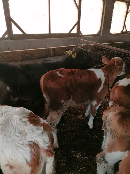 Vând viței încărcați și semi încărcați