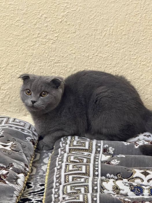 Кошка продаётся 7 месяцев