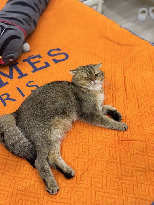 Вязка залатистый британский шиншилла