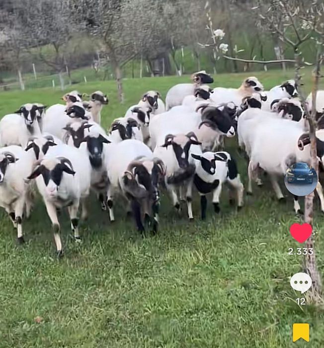 Vând oi bune de ținut