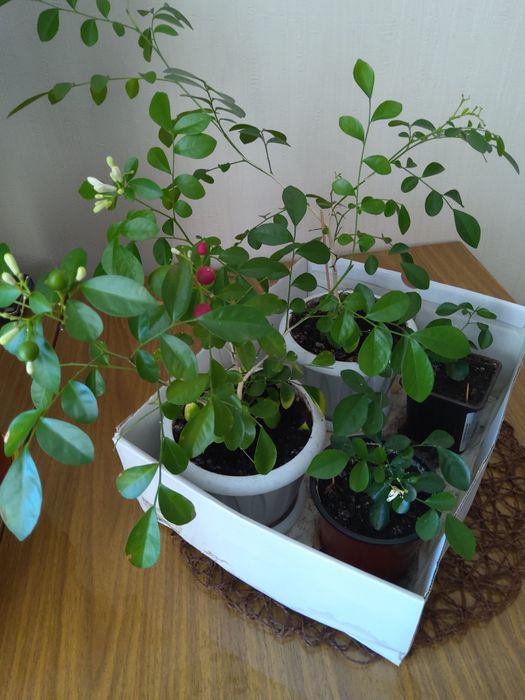 Продам комнатные растения