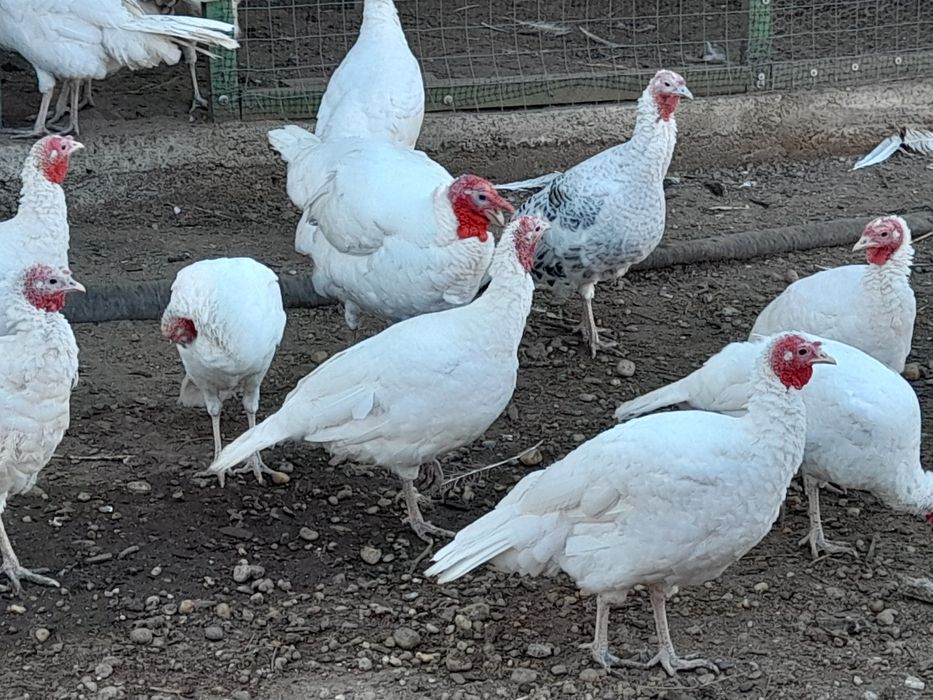 Curcani și curci de vanzare