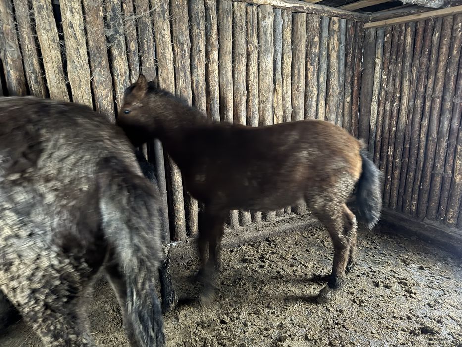 Жеребята/Жабагы с откорма