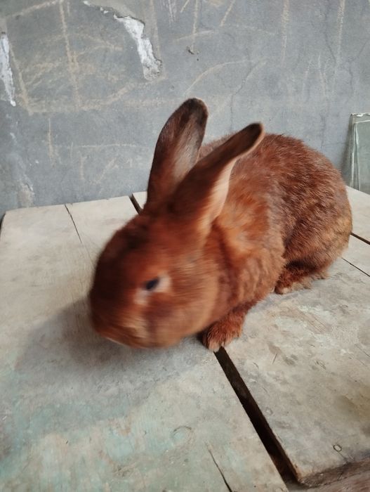 Jaydari quyonlar " Burgundiskiy " 1.5 yosh  8 oylik va 6 oylik