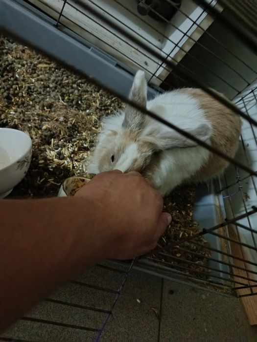 Кролик  С Клеткой Декоративный