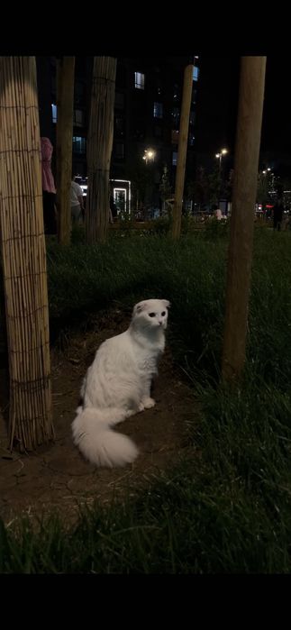 Кошка  породистая