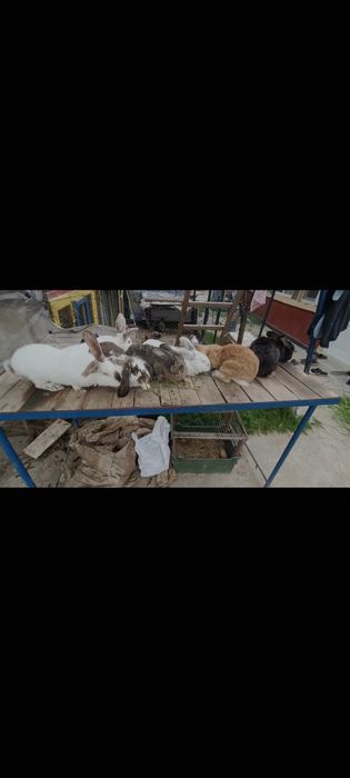 Vând sau schimb Iepuri maturi și pui