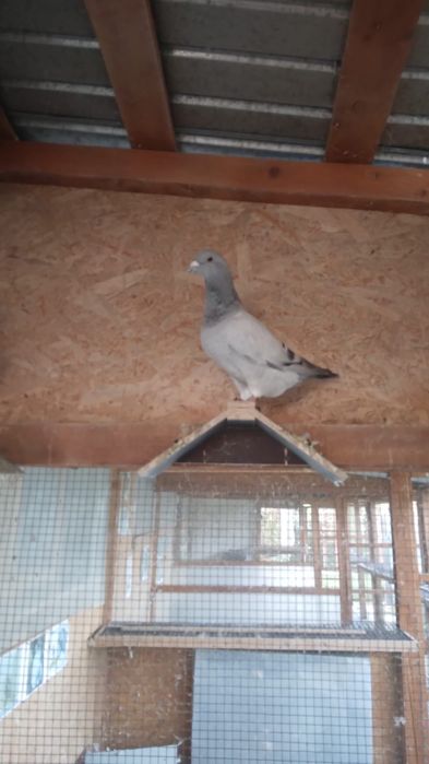 Porumbei voiajori standard de vanzare