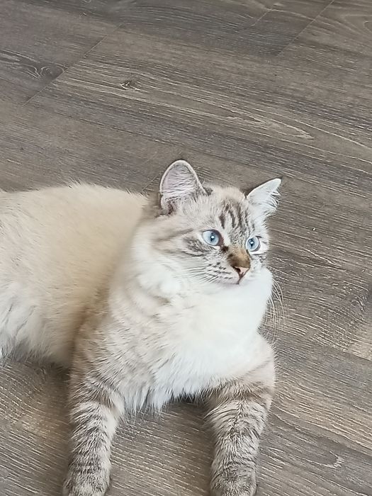 Кошка пародистая