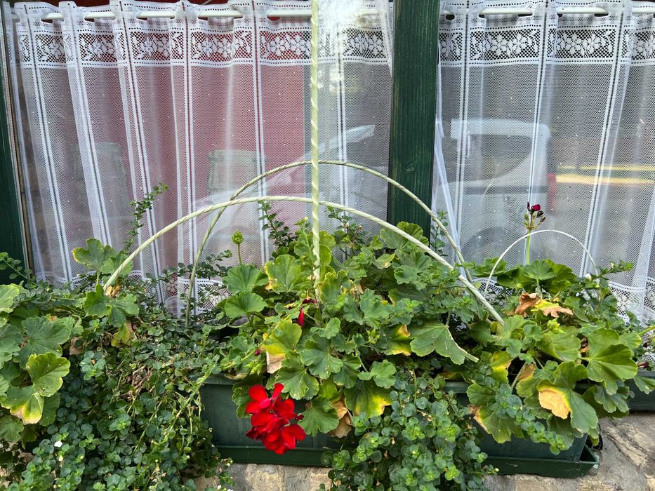 Araci/tutori  din fibra de sticla  pentru toate tipurile de plantatii.