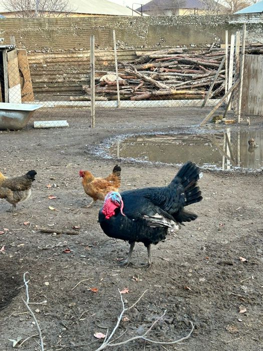 Индюки продам срочна