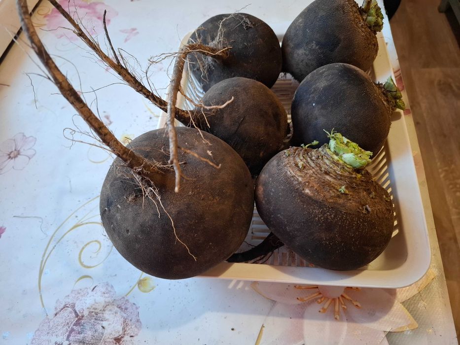 Продаётся редька