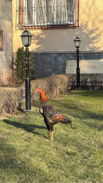 Пахтаджи дакан бойцовых кровей