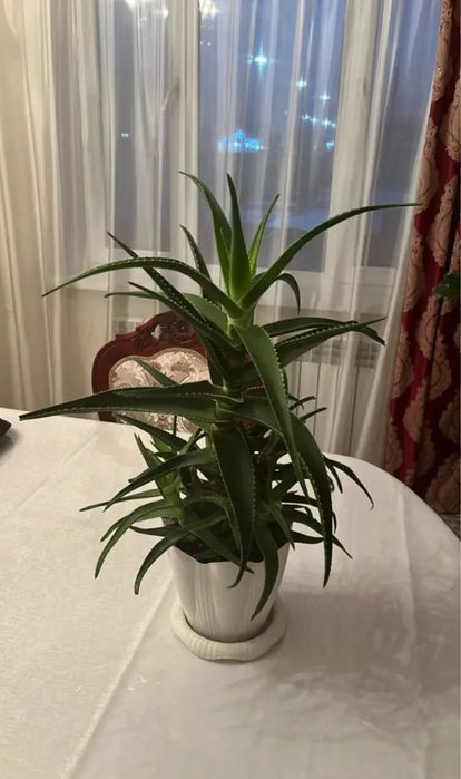 Продается Алоэ вера