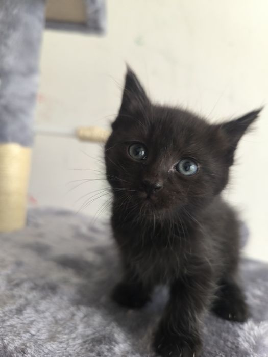 Котята на пристройство