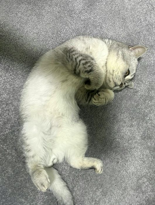 Продам срочно британский шиншилла серебристый страйт чистокровный маль