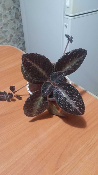 Эписция комнатная