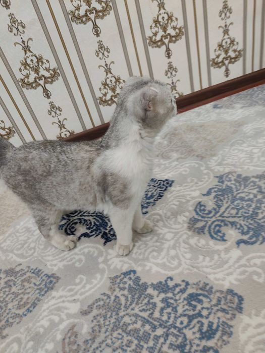 Scottish Fold Silver erkak mushuk sotiladi