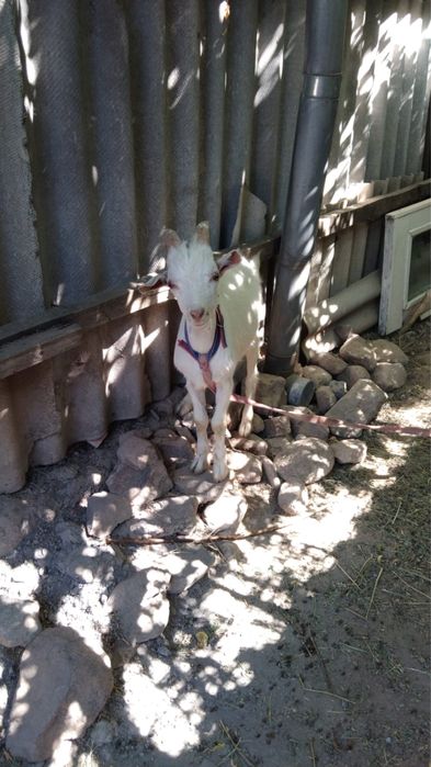 Ешкі 2 лақпен