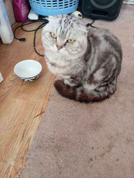 Британский кот возрос 1 год