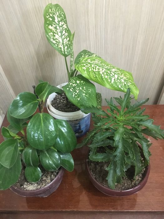 Комнатные цветы!