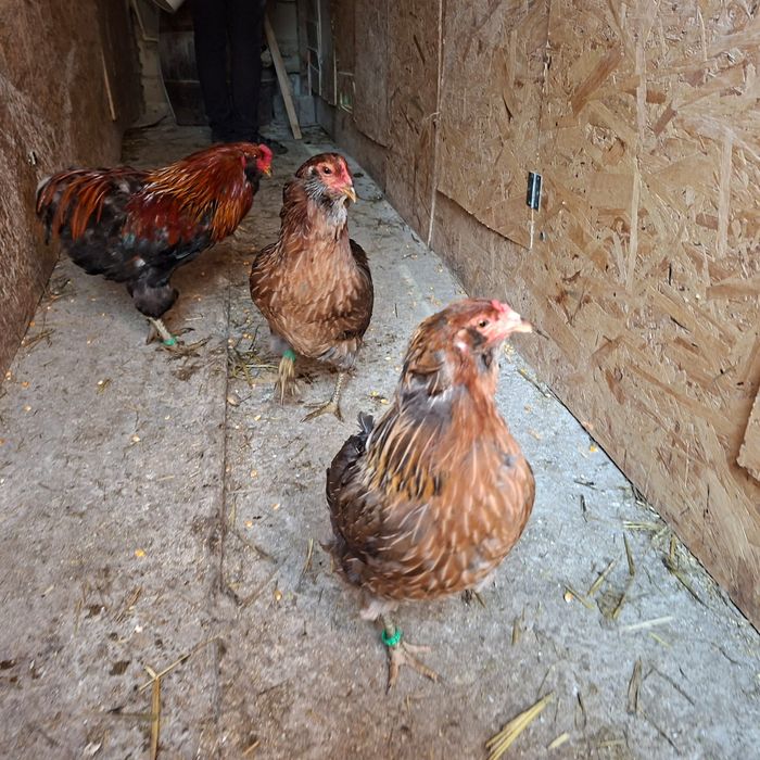 Familii Araucana tineret