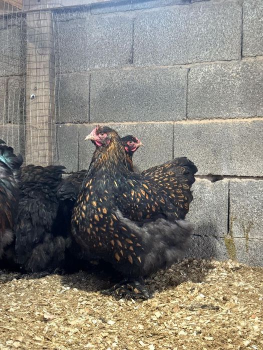 Кохинхин кохинхин