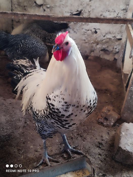 Разплодни яйца от Вествалска кокошка