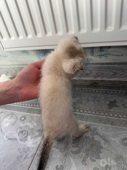 Шотландские и британские котята шиншиллы, 2 мес
